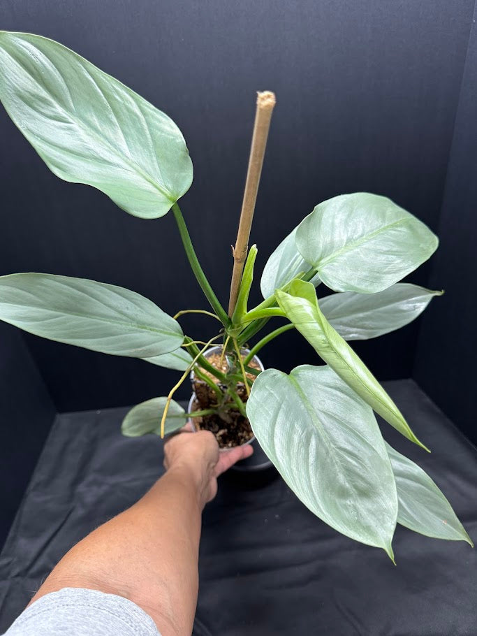Philodendron hastatum 'Silver Sword' #12 | Growing on Moss Pole | 4 inch Pot Size
