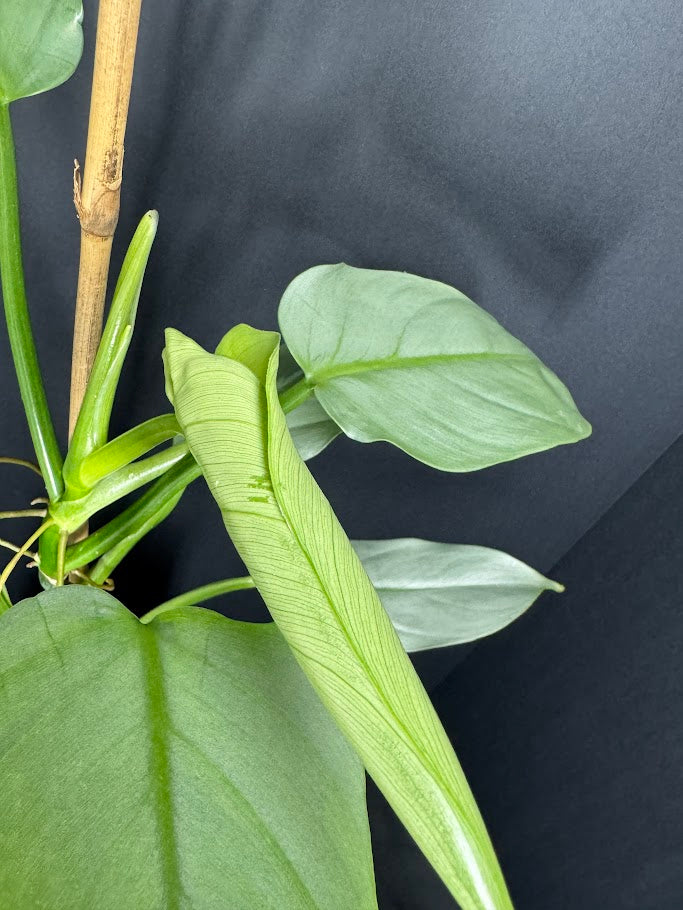 Philodendron hastatum 'Silver Sword' #12 | Growing on Moss Pole | 4 inch Pot Size
