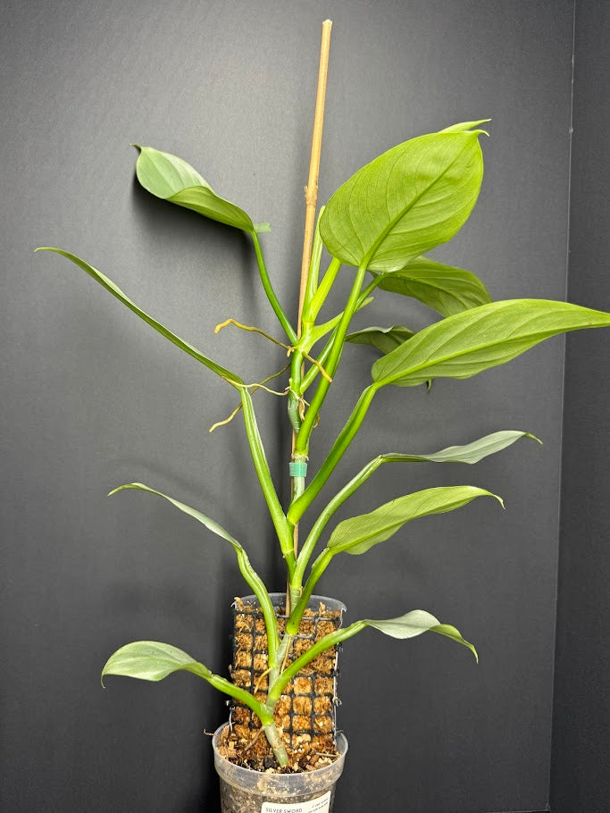 Philodendron hastatum 'Silver Sword' #12 | Growing on Moss Pole | 4 inch Pot Size