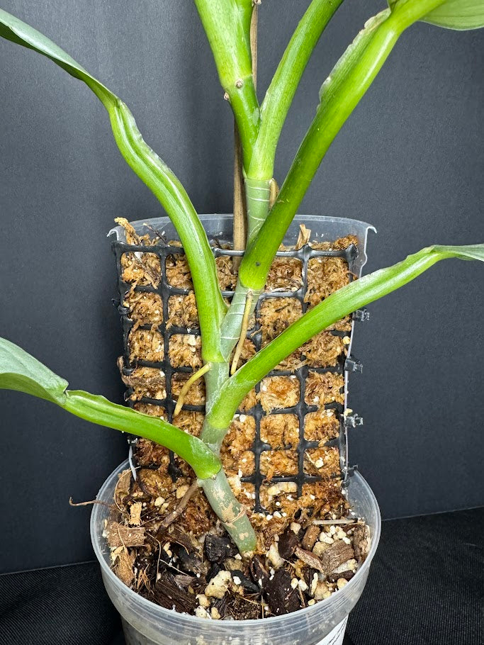 Philodendron hastatum 'Silver Sword' #12 | Growing on Moss Pole | 4 inch Pot Size