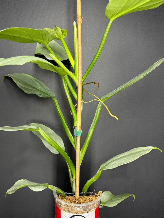 Philodendron hastatum 'Silver Sword' #12 | Growing on Moss Pole | 4 inch Pot Size