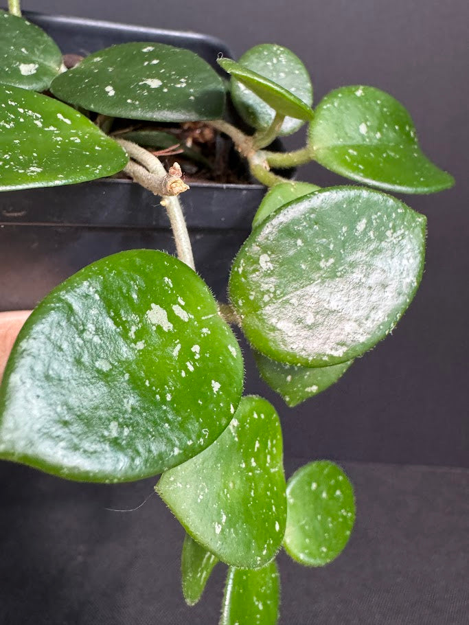 Hoya Mathilde 'Splash' #05 | Hoya Carnosa x Hoya serpens | 2.5inch Starter Size