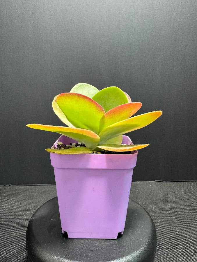 Kalanchoe luciae | Paddle Plant | Flapjack Plant | Grower's Choice