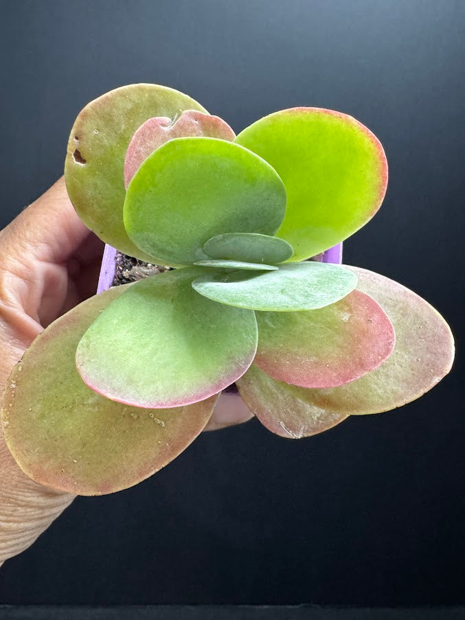Kalanchoe luciae | Paddle Plant | Flapjack Plant | Grower's Choice