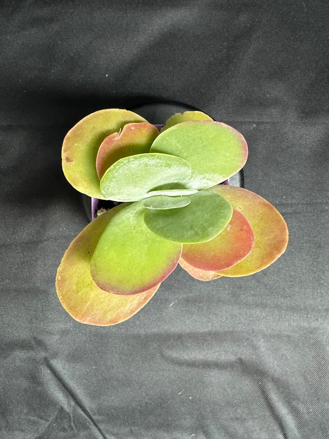 Kalanchoe luciae | Paddle Plant | Flapjack Plant | Grower's Choice