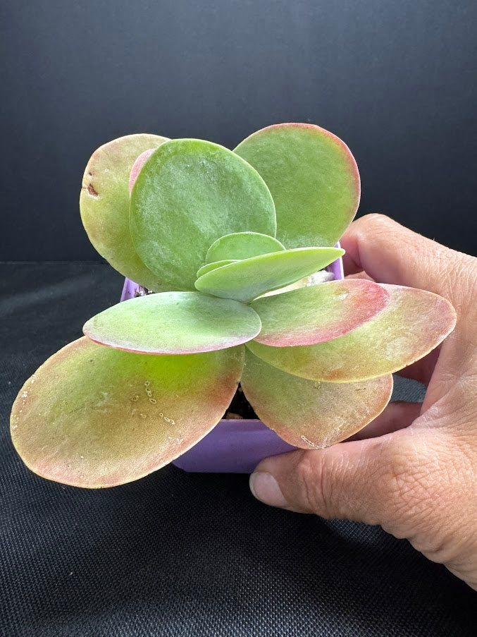 Kalanchoe luciae | Paddle Plant | Flapjack Plant | Grower's Choice