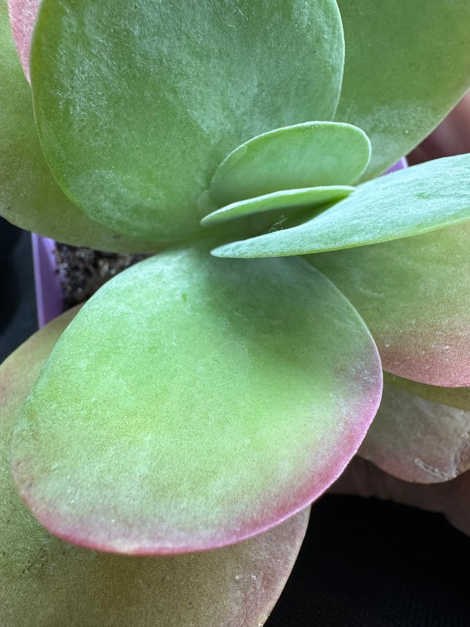 Kalanchoe luciae | Paddle Plant | Flapjack Plant | Grower's Choice