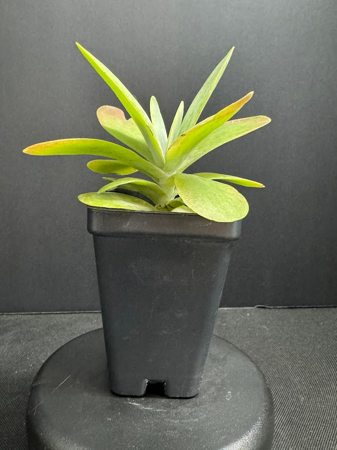 Kalanchoe luciae | Paddle Plant | Flapjack Plant | Grower's Choice