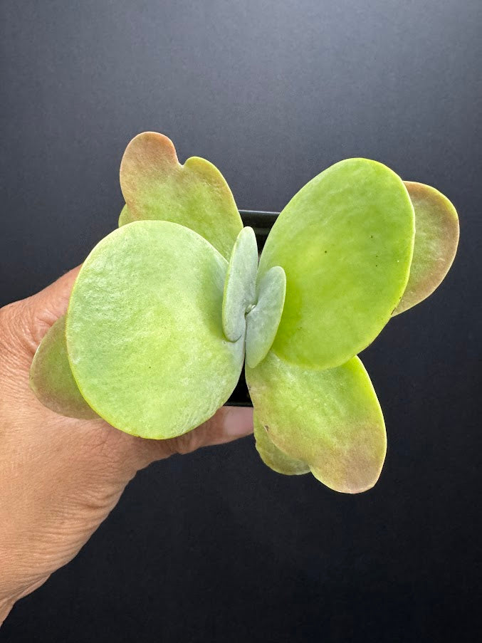 Kalanchoe luciae | Paddle Plant | Flapjack Plant | Grower's Choice