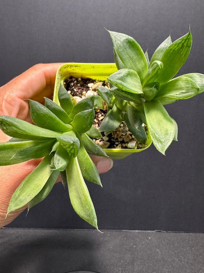 Haworthia cymbiformis ‘Cathedral Window’ | Cathedral Haworthia | Grower's Choice