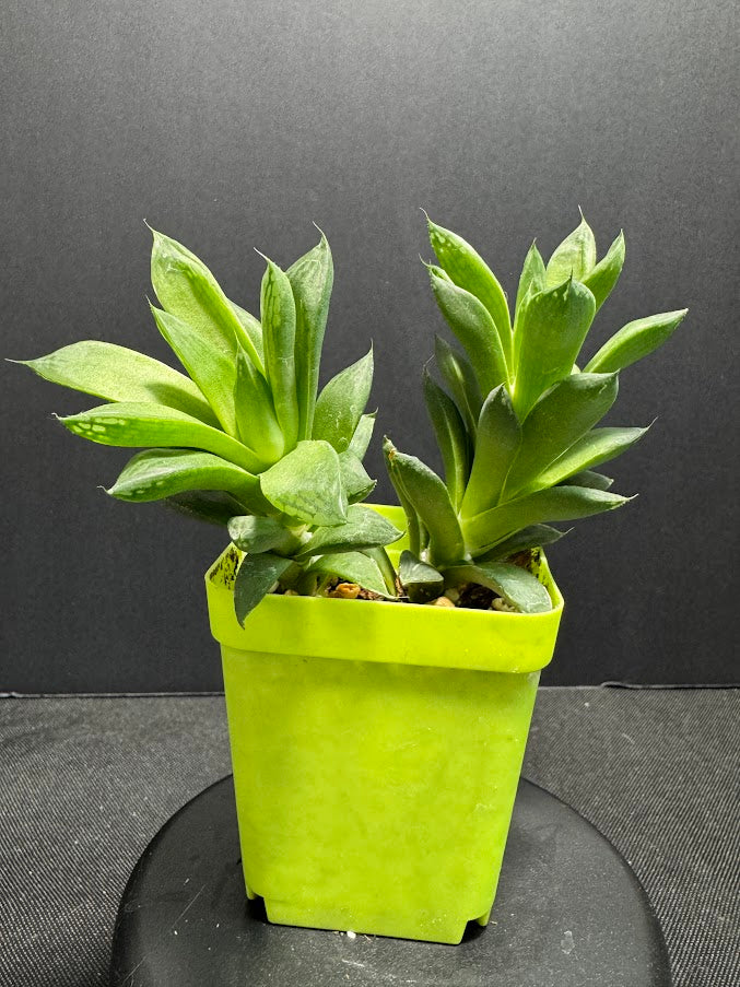 Haworthia cymbiformis ‘Cathedral Window’ | Cathedral Haworthia | Grower's Choice