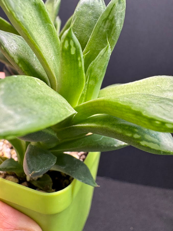 Haworthia cymbiformis ‘Cathedral Window’ | Cathedral Haworthia | Grower's Choice