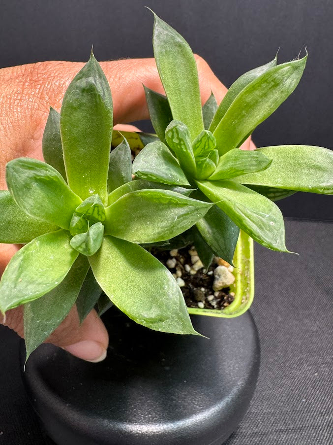 Haworthia cymbiformis ‘Cathedral Window’ | Cathedral Haworthia | Grower's Choice