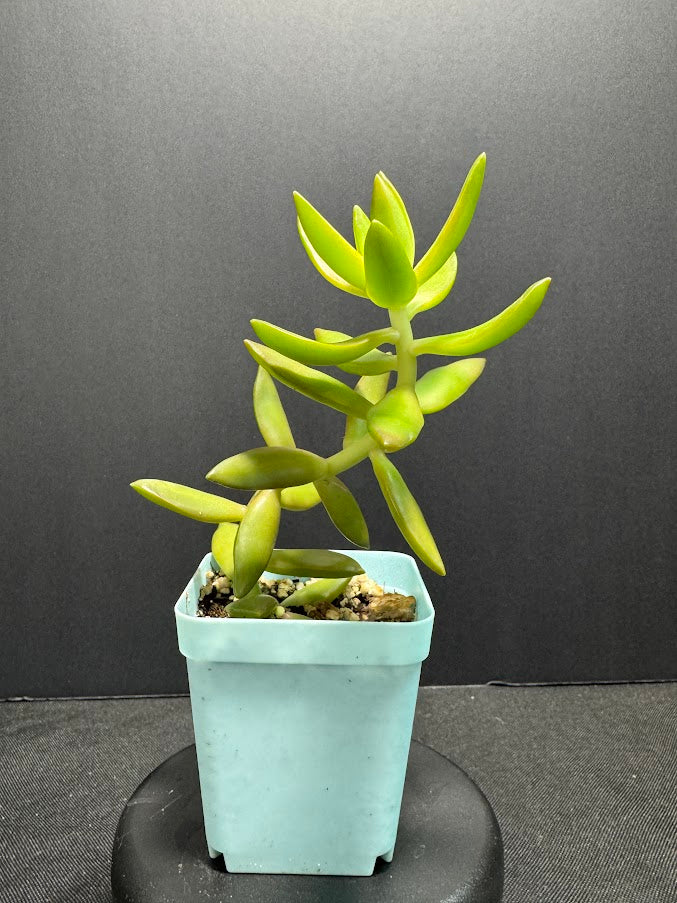 Sedum Adolphi #01 | Sedum nussbaumerianum Stonecrop Succulent | 3 inch Pot Size