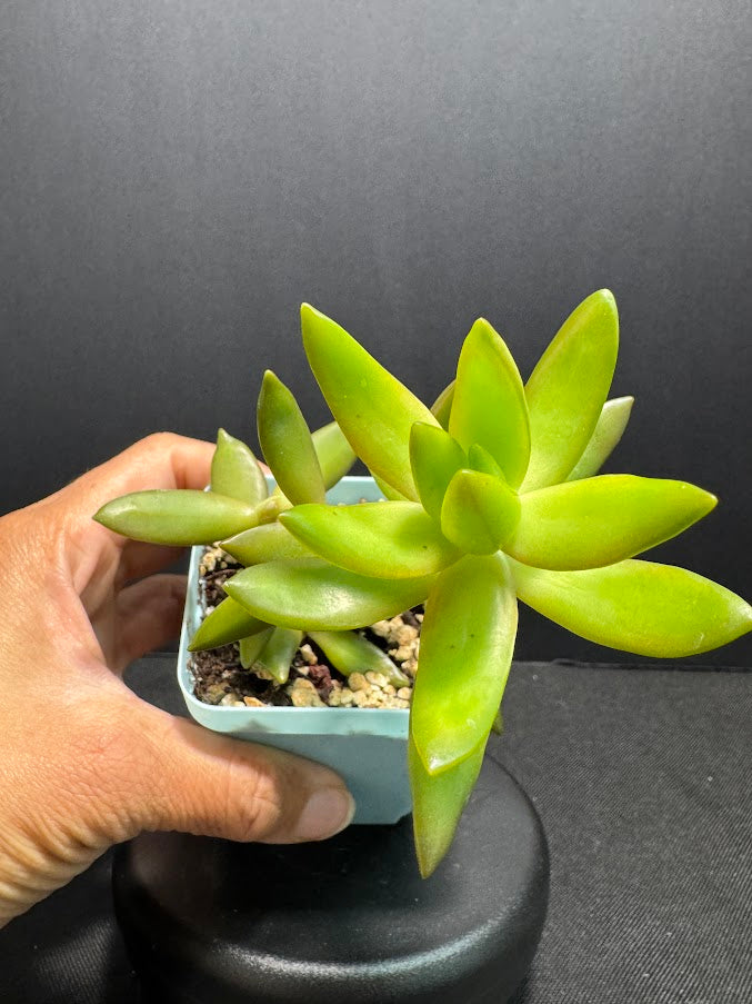 Sedum Adolphi #01 | Sedum nussbaumerianum Stonecrop Succulent | 3 inch Pot Size