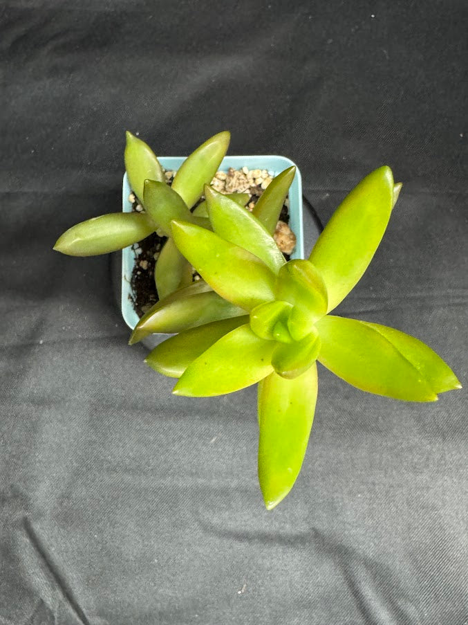 Sedum Adolphi #01 | Sedum nussbaumerianum Stonecrop Succulent | 3 inch Pot Size