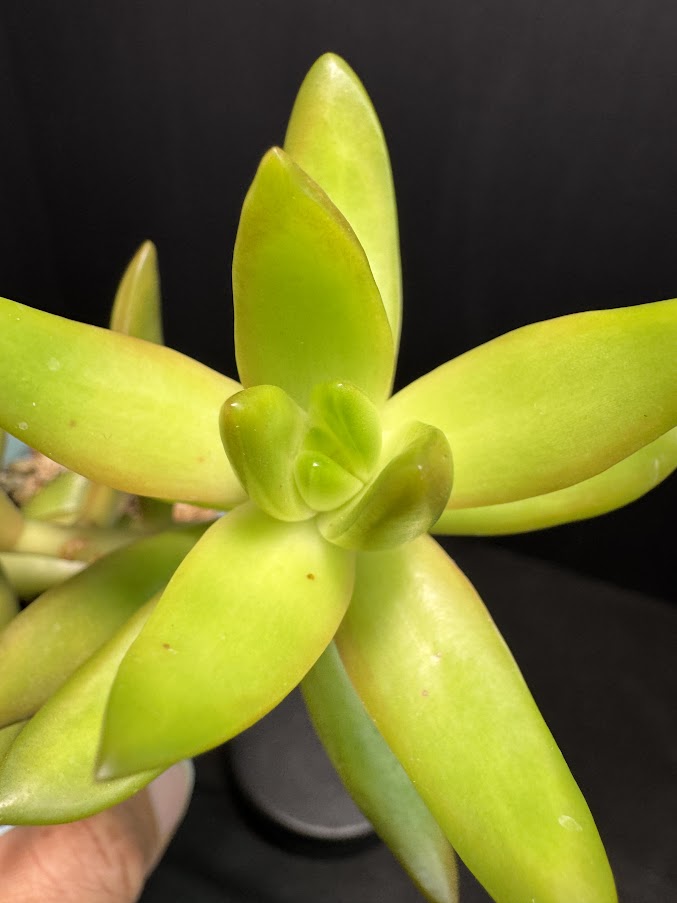 Sedum Adolphi #01 | Sedum nussbaumerianum Stonecrop Succulent | 3 inch Pot Size