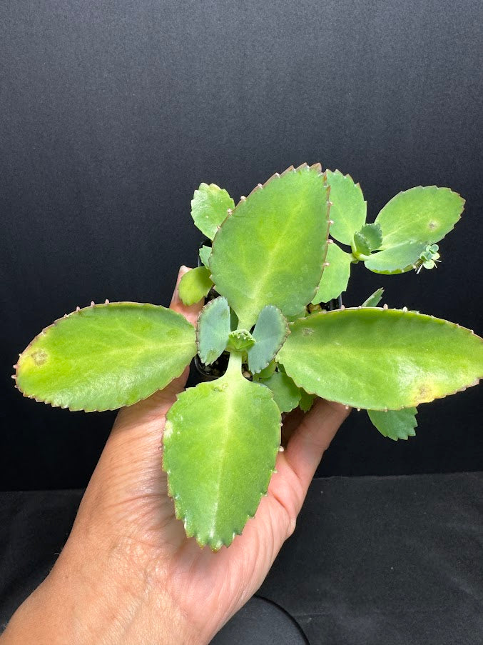 Kalanchoe daigremontiana | Mother of Thousands | Grower's Choice