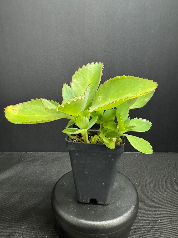 Kalanchoe daigremontiana | Mother of Thousands | Grower's Choice