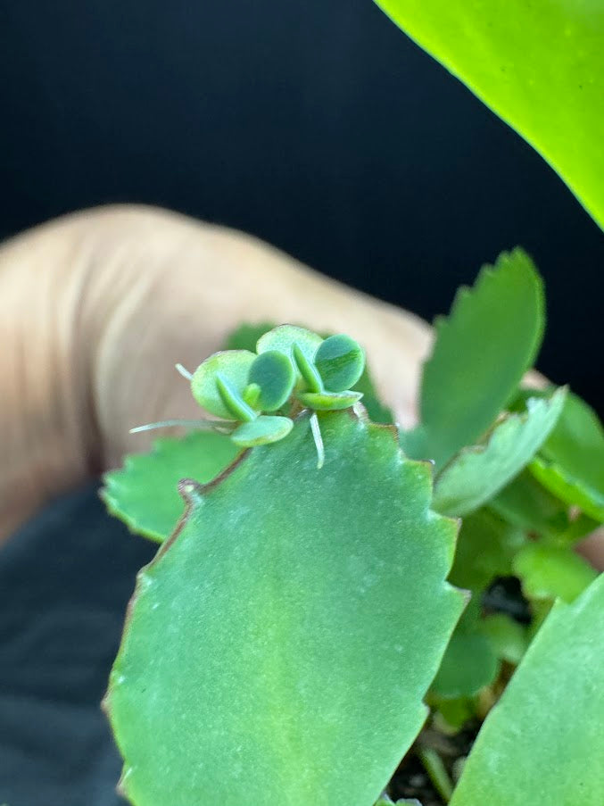 Kalanchoe daigremontiana | Mother of Thousands | Grower's Choice