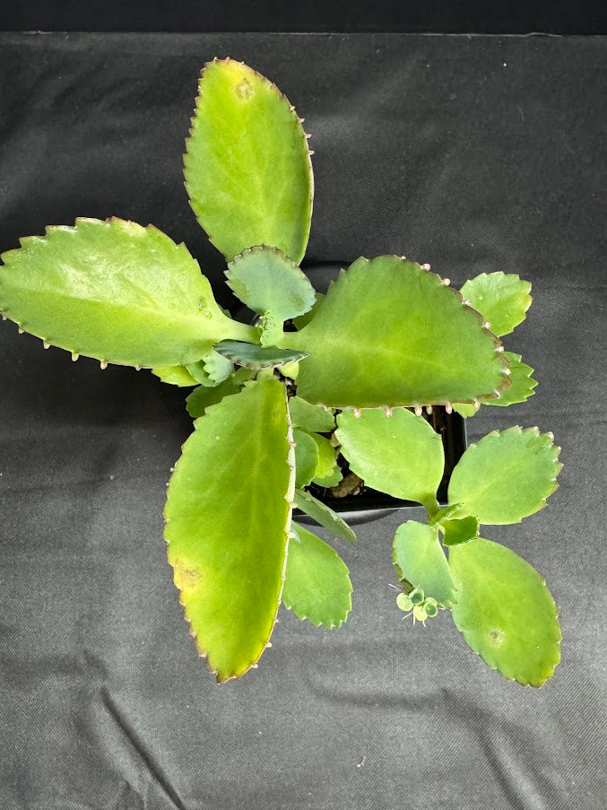 Kalanchoe daigremontiana | Mother of Thousands | Grower's Choice