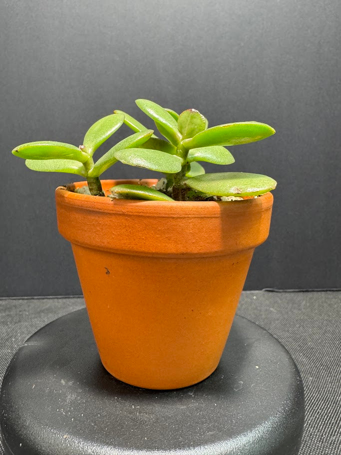 Crassula Ovata #06 | Jade Plant | Succulent Houseplant | 2 inch Clay Pot