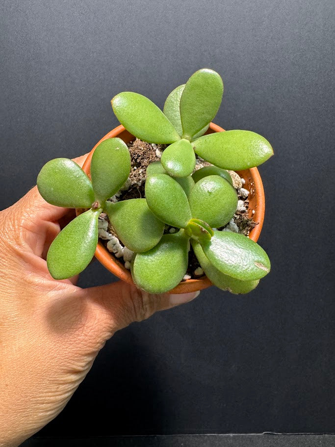 Crassula Ovata #06 | Jade Plant | Succulent Houseplant | 2 inch Clay Pot