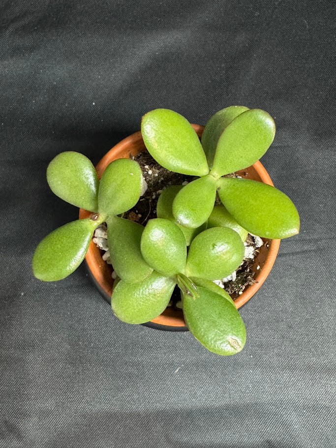 Crassula Ovata #06 | Jade Plant | Succulent Houseplant | 2 inch Clay Pot
