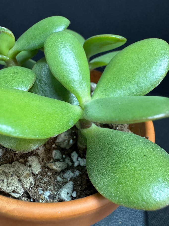 Crassula Ovata #06 | Jade Plant | Succulent Houseplant | 2 inch Clay Pot