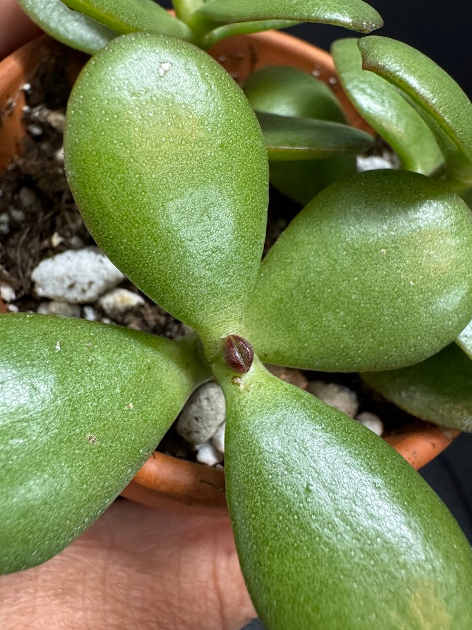 Crassula Ovata #06 | Jade Plant | Succulent Houseplant | 2 inch Clay Pot