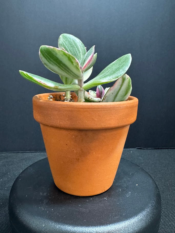 jade plant terracotta pot Crassula ovata 'Tricolor' Variegated Jade Plant Pink-Edged Succulent – Happy Houseplant Haven