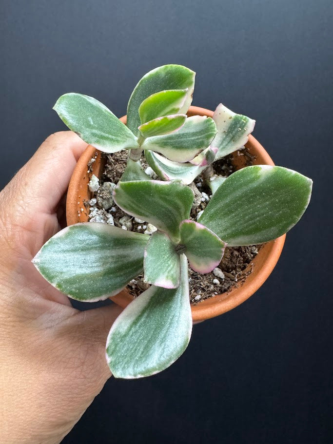 Crassula Ovata Tricolor #02 | Variegated Jade Succulent | 2 inch Clay Pot