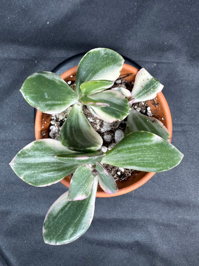 Crassula Ovata Tricolor #02 | Variegated Jade Succulent | 2 inch Clay Pot