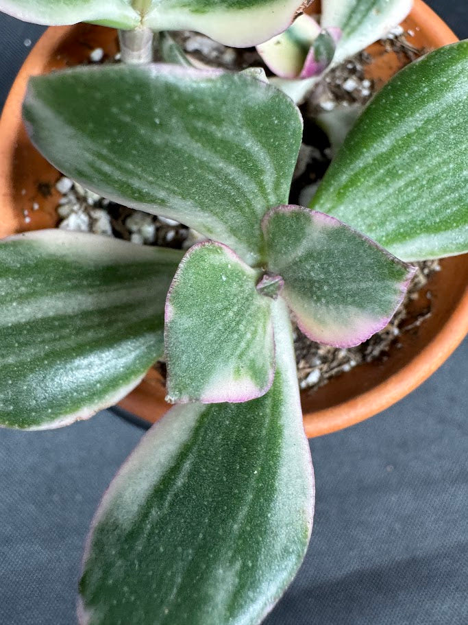 Crassula Ovata Tricolor #02 | Variegated Jade Succulent | 2 inch Clay Pot