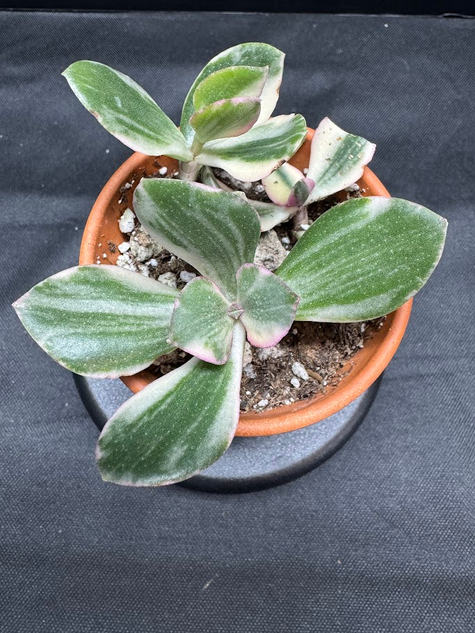 Crassula Ovata Tricolor #02 | Variegated Jade Succulent | 2 inch Clay Pot