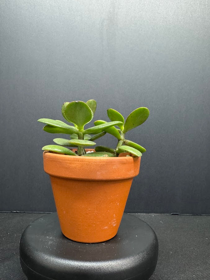 Crassula Ovata #05 | Jade Plant | Succulent Houseplant | 2 inch Clay Pot