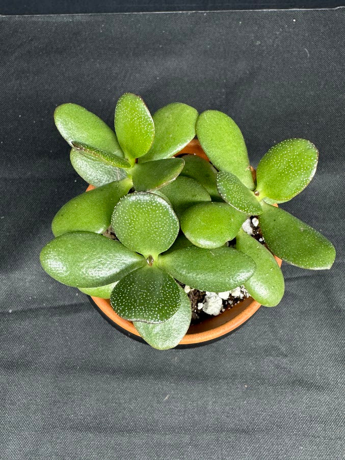 tiny leaf succulent Crassula ovata