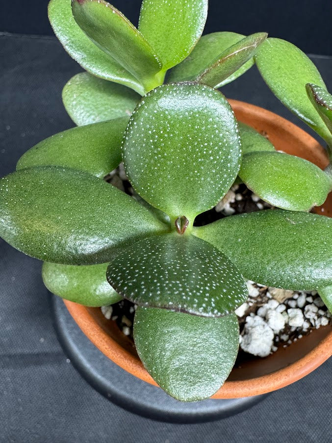 Crassula Ovata #05 | Jade Plant | Succulent Houseplant | 2 inch Clay Pot