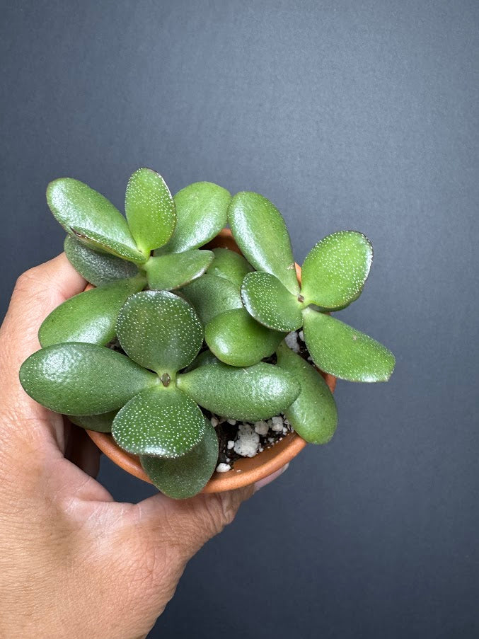 Crassula Ovata #05 | Jade Plant | Succulent Houseplant | 2 inch Clay Pot