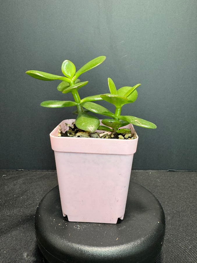 Crassula Ovata #04 | Jade Plant | Succulent Houseplant | 3inch Pot Size