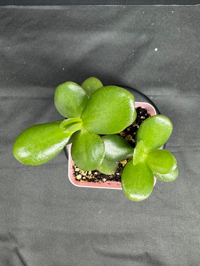 Crassula Ovata #04 | Jade Plant | Succulent Houseplant | 3inch Pot Size