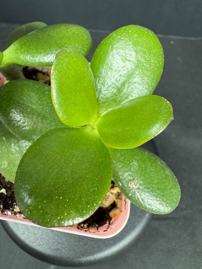 Crassula Ovata #04 | Jade Plant | Succulent Houseplant | 3inch Pot Size