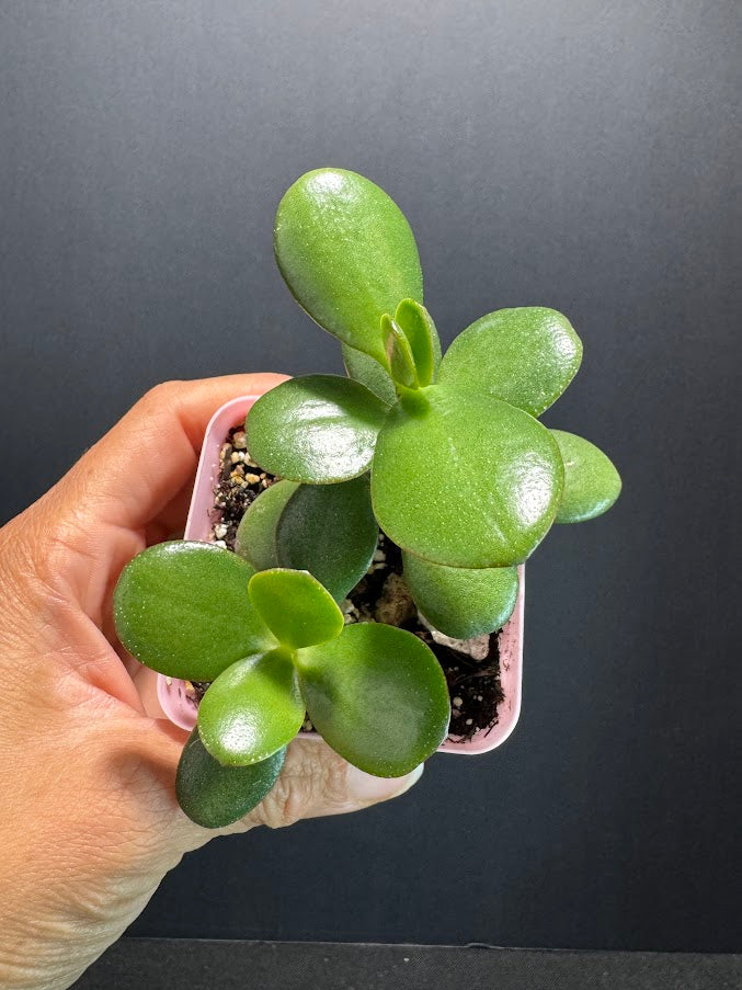 Crassula Ovata #04 | Jade Plant | Succulent Houseplant | 3inch Pot Size