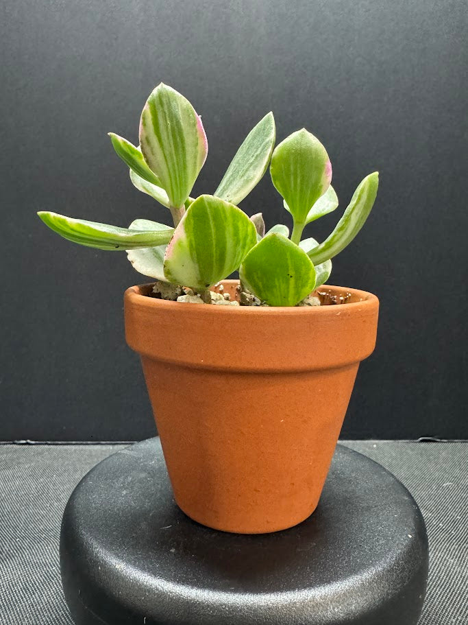 Crassula Ovata Tricolor #01 | Variegated Jade Succulent | 2 inch Clay Pot