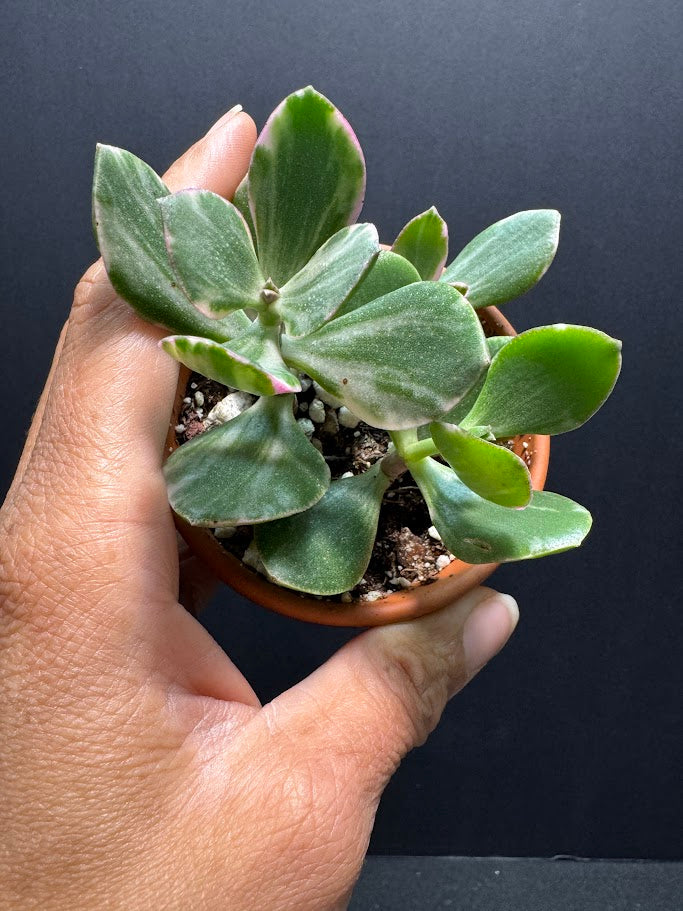 Crassula Ovata Tricolor #01 | Variegated Jade Succulent | 2 inch Clay Pot