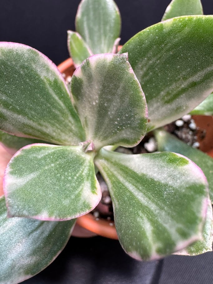 Crassula Ovata Tricolor #01 | Variegated Jade Succulent | 2 inch Clay Pot