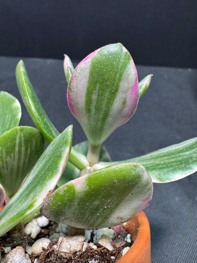Crassula Ovata Tricolor #01 | Variegated Jade Succulent | 2 inch Clay Pot