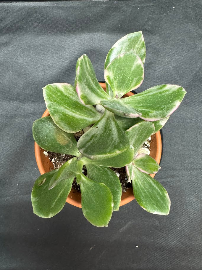 Crassula Ovata Tricolor #01 | Variegated Jade Succulent | 2 inch Clay Pot