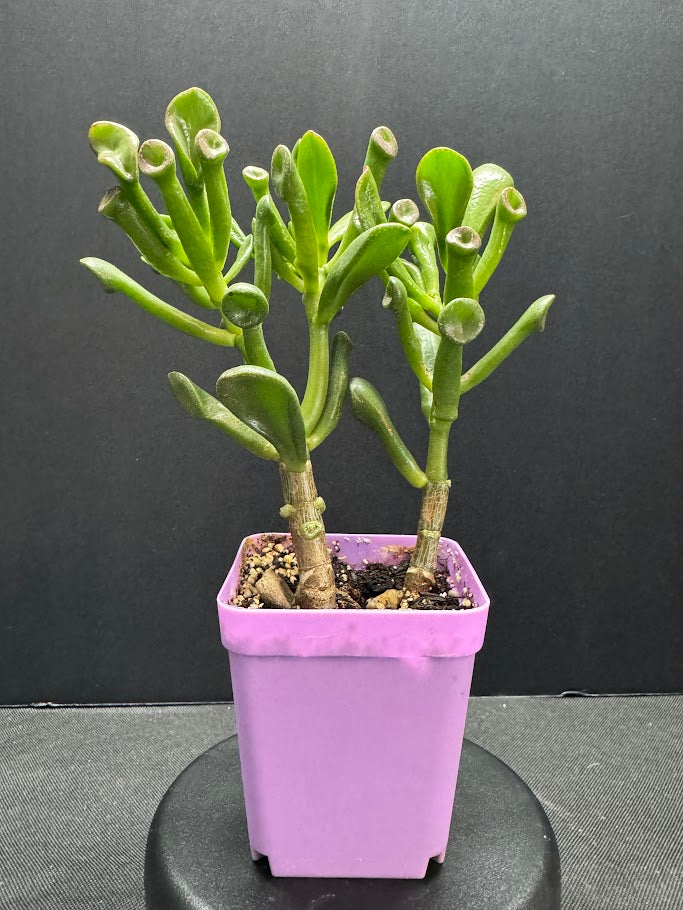 Potted plant with green leaves in a purple pot on a black background