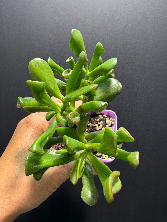 Hand holding a green succulent plant against a dark background